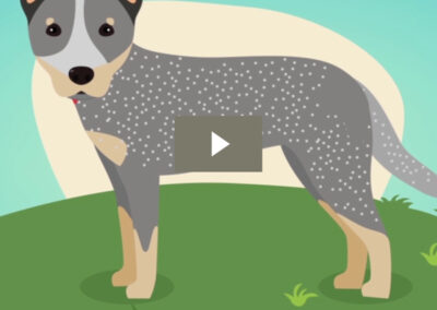 Blue Heeler Arts Promo Video
